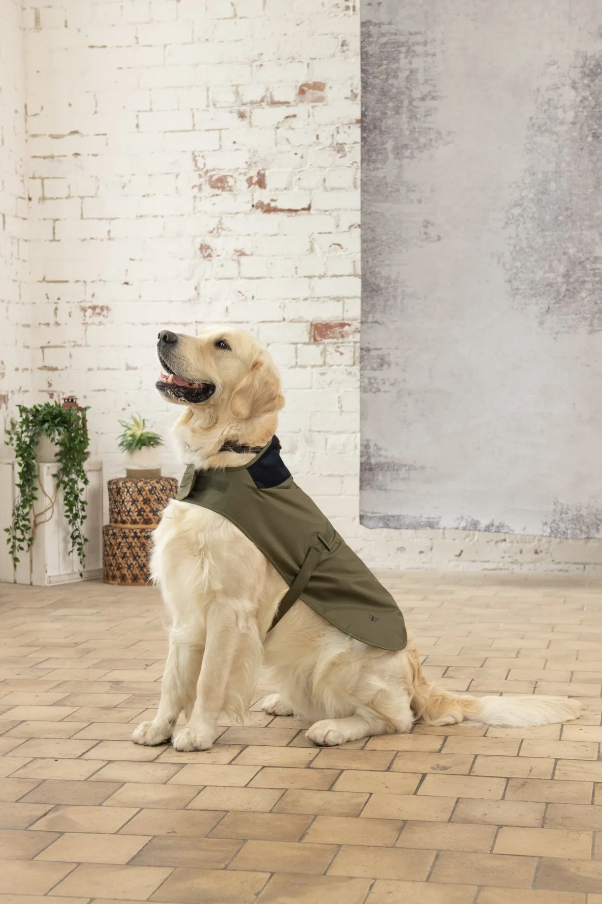 Heritage Dog Coat - Fern